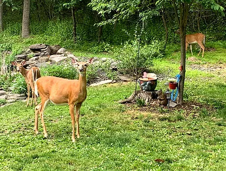 Our Campground at Tohickon Family Campground