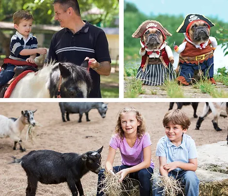 Things to Do at Tohickon Family Campground